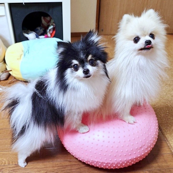 バランスボールに乗る（左から）てまりちゃん、こまちちゃん（画像提供：comatemaさん）