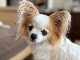 寝る前にお母さんとガールズトークを楽しむ　ロングコートチワワ「モモ」