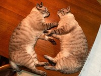 夏は机の上が気持ちいいにゃ＝mari_go_424さん提供
