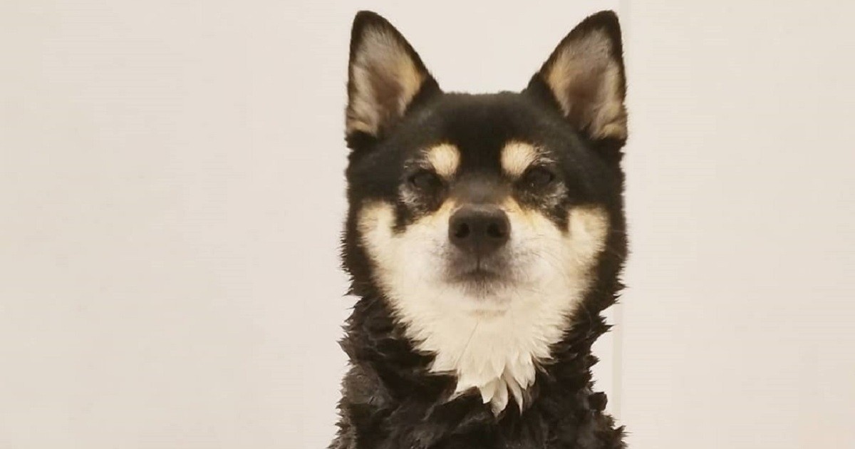 いい子でシャンプー中の柴犬 ジーマ 大好きなグランマにあやかってこの名前に 犬 猫との幸せな暮らしのためのペット情報サイト Sippo