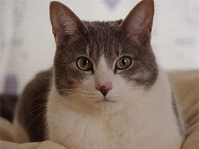 ねえ遊ぼうよ～！　早起きのミックス猫「じゃじゃまる」