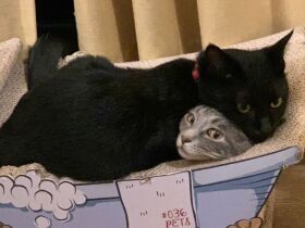 人になれない２匹の猫、本棚の上にこもり雲隠れも　夫婦はゆっくりと心通わせた　