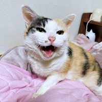 19歳のウララちゃん。家族の真ん中で存在感を放っています（画像提供：リキペペさん）