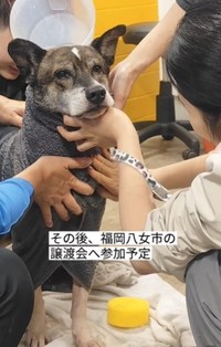 きれいになって、譲渡会に参加へ（「グルーミングサロンHUGDOG」さん提供、Instagramよりキャプチャ撮影）