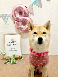 2024年11月15日、8歳の誕生日を迎えたタップちゃん（画像提供：☆柴犬タップ☆さん）