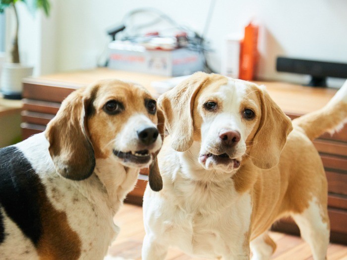 性格が正反対な２匹。