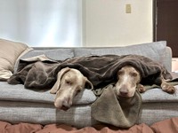 最初は寒くてブランケットをかけてもらったんです（「ルピロア ワイマラナー」さん提供）