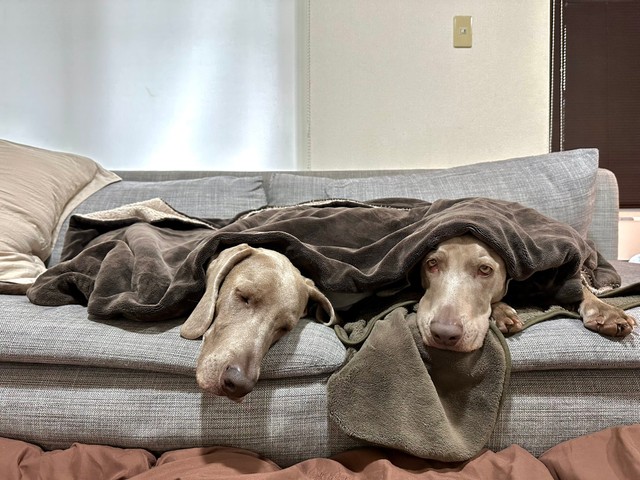 最初は寒くてブランケットをかけてもらったんです（「ルピロア ワイマラナー」さん提供）