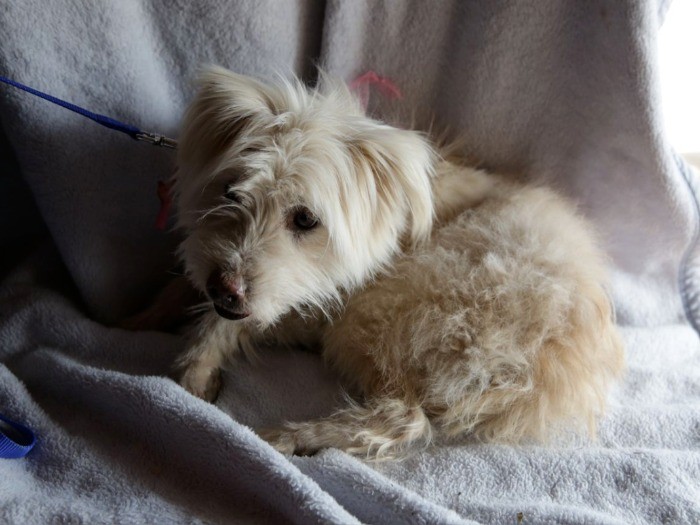 Befor「チップ」保護時の様子