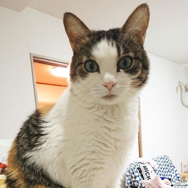 どう、キレイでしょ