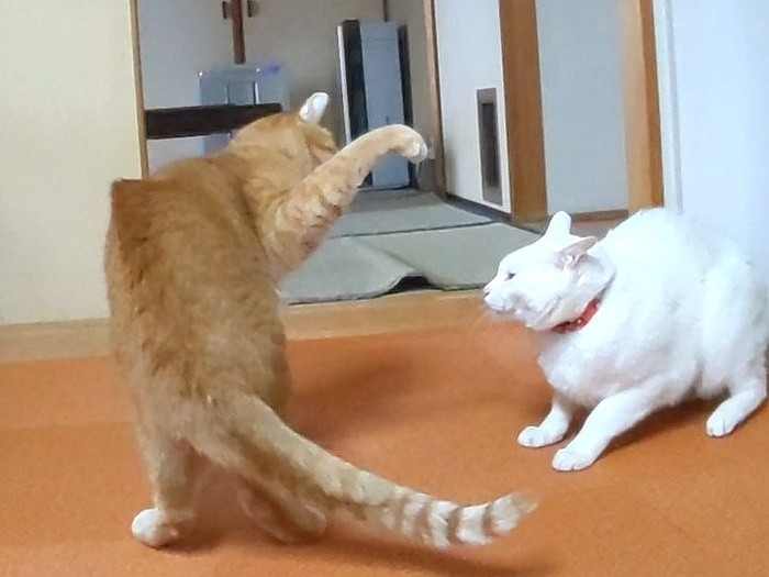 同居猫・茶太郎くんとケンカ