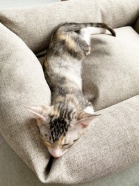 すやすや眠るテトちゃん（画像提供：テト(バステト女神)と私さん）