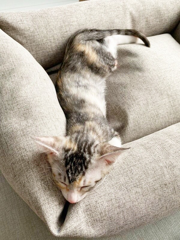 すやすや眠るテトちゃん（画像提供：テト(バステト女神)と私さん）