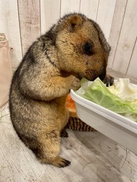 ぽっこりお腹でみんなに優しい「コロネ」ちゃん（提供：マーモットカフェ「マーモット村」さん）