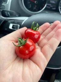 真っ赤でつやつやのミニトマト／となり街の園田さん（@motokanoirane）提供