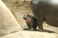 かわいすぎる珍獣「コビトカバ」が話題に