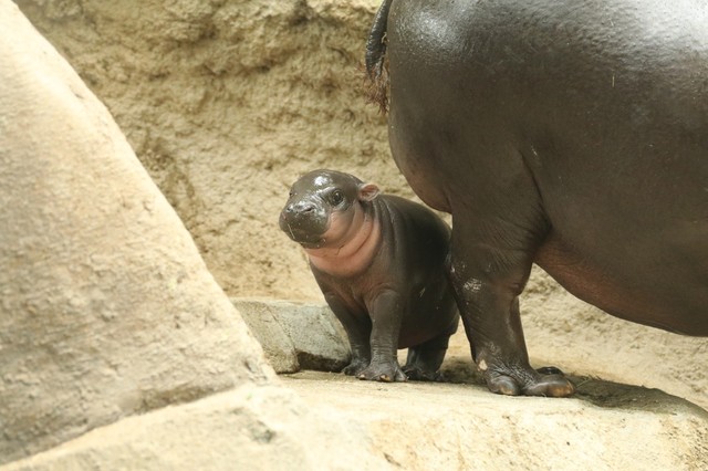 かわいすぎる珍獣「コビトカバ」が話題に