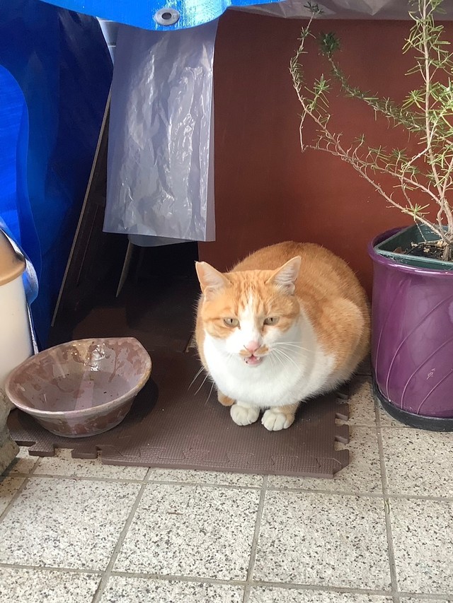 学生たちが小屋を作るなどして世話をした（斎藤さん提供）