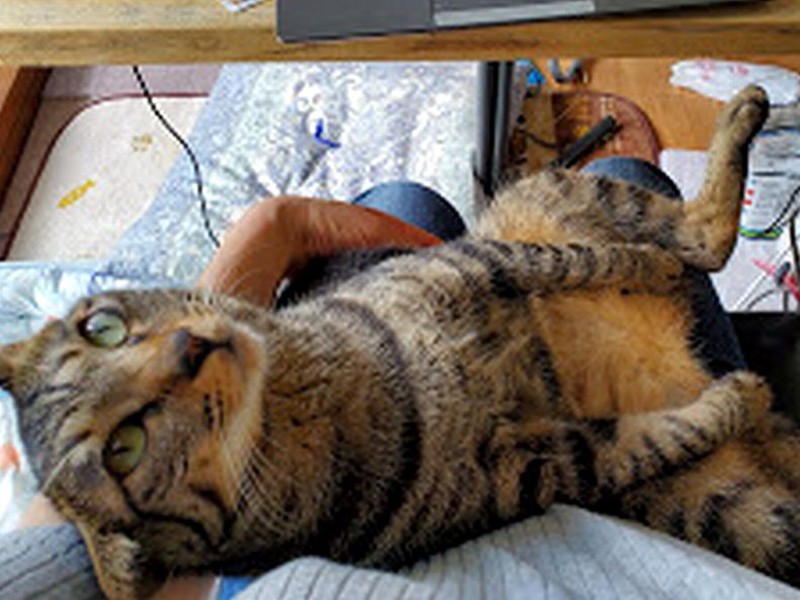 やばい姿なのでぼかし入り…はっぴーが私のひざの上であられもないへそ天姿に！「ねえ、これ見て」とこちらを見上げています。面白すぎて仕事中断！