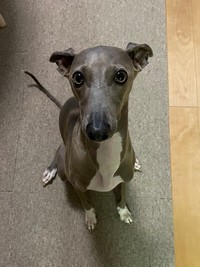 飼い主さんを見上げるプットくん（画像提供：プットさん）