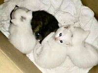 4姉妹とともに保護された心ちゃん、空ちゃん（画像提供：ねこいろ日記さん）