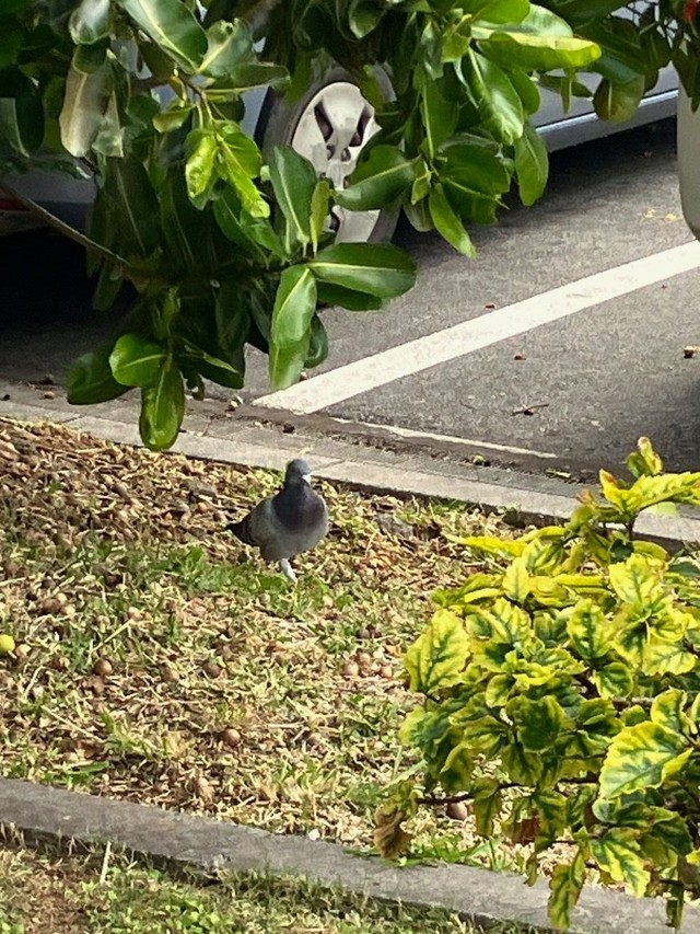 案外早めに発見されてなにより…（高橋小太郎氏撮影。小笠原自然文化研究所提供）