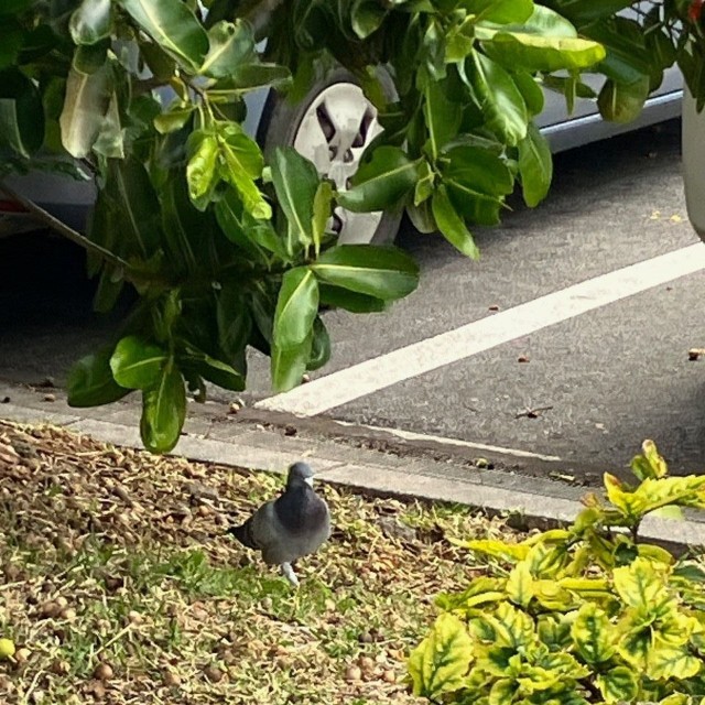 案外早めに発見されてなにより…（高橋小太郎氏撮影。小笠原自然文化研究所提供）