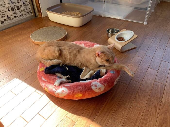 痴呆で夜鳴きしたり、寝たきりで床ずれができたりと大変なことも。ボランティアと支え合いながら犬猫の旅立ちをサポートしている