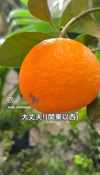 関東以西はずっと外でも大丈夫だそう／そらベジさん（@sora_gardenhack）提供