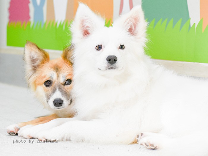 若い二匹。くっついて寝転んだり、口をなめ合ったり。時間がたてばたつほどリラックスしてました