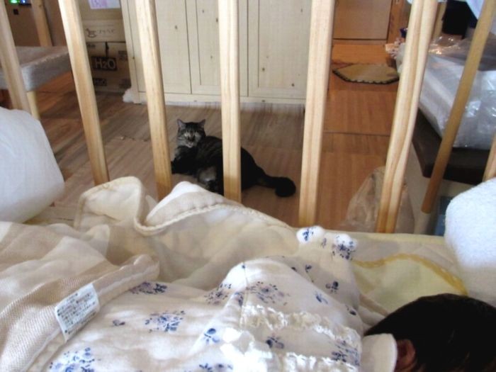 赤ちゃんを遠くから見守るモモ