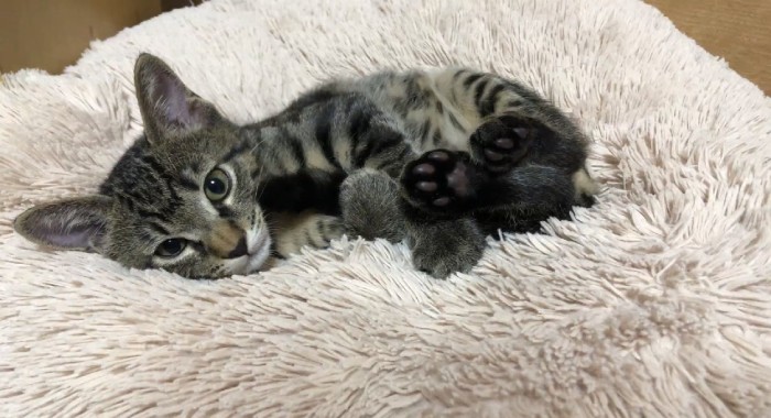 「私にばかり甘える姿に、一緒にミルクから世話をした母が嫉妬するんです」とりーりーさん（りーりーさん提供）