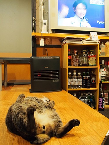 爆睡中のモモタ