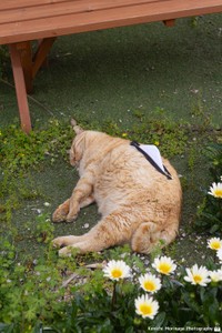 お花とティッシュペーパーホルダーねこ