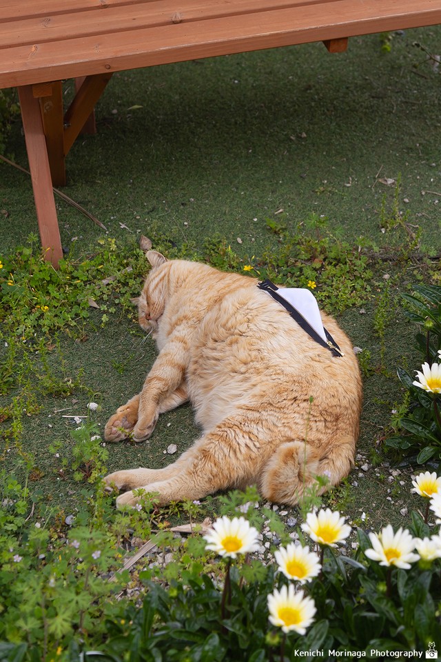 お花とティッシュペーパーホルダーねこ