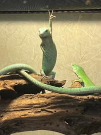 ビシッと綺麗にポージング！（画像提供：せせらぎさん）