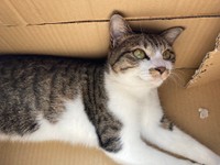 段ボールはかじるもの。チョコちゃんの手にかかると、どんどん原型がなくなっていきます