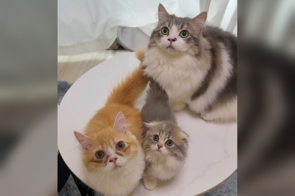 わかった、わかったから～！」妹への“愛が重すぎる”子猫 熱烈な毛づ
