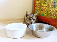 お水とごはんの器の前で座り込むねずくん（画像提供：ねこズとにぼしさん）