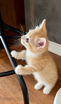 おひげと前脚〜♡