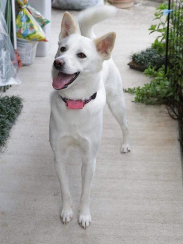 After 犬だって笑う、と著者は思っています！