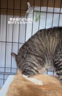 断尾した尻尾（「保護猫シェアハウス てぃーるーむ」さん提供、Instagramよりキャプチャ撮影）