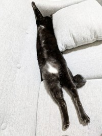 生後7カ月のとき。ぐーんと伸びるあんずちゃんは体長66センチありました（画像提供：きのひとまるさん）