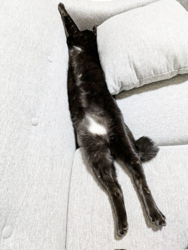 生後7カ月のとき。ぐーんと伸びるあんずちゃんは体長66センチありました（画像提供：きのひとまるさん）