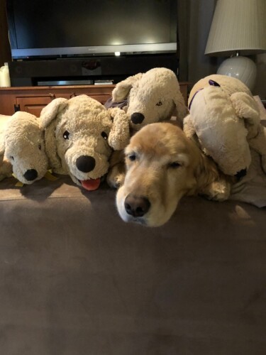 本物どーれだ（ＣＡＰＰチーム提供）