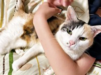 娘さんの腕の中で寝そべるウララちゃん（画像提供：リキペペさん）