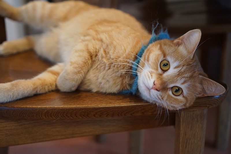 幼い頃から人なつこい小夏、２年ぶりに会うと歓迎してくれた