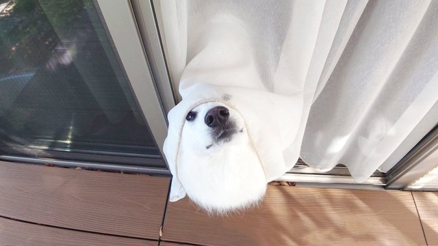 「あ、ママさんが見えたワン…」（画像提供：くーさんママさん @kukuri_shibainu）