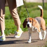 犬のお散歩に行く時間帯は「15：00～21：00」が多いようです　※画像はイメージです（One/stock.adobe.com）
