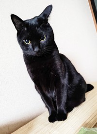 飼い主さんに無言のアピールをするナツちゃん（画像提供：ミキサーさん）